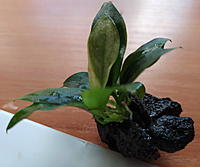     
: Anubias_lava.jpg
: 99
:	321.3 
ID:	684445