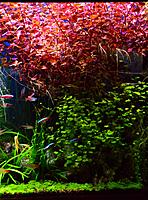     
:    (Ludwigia palustris super red)..jpg
: 679
:	117.8 
ID:	471152