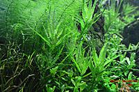     
:   (Myriophyllum sp. 'Guinea').jpg
: 535
:	625.0 
ID:	592742