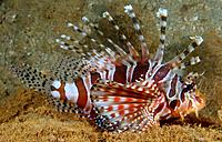     
: dendrochirus-zebra-1.jpg
: 247
:	226.4 
ID:	652768