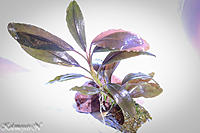    
: Bucephalandra sp Copper Leaf.jpg
: 329
:	59.1 
ID:	464205