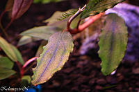     
: Bucephalandra 3.jpg
: 309
:	59.0 
ID:	464214