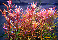     
: rotala-singapur--rasteniya-dlya-akvariuma-photo-447d.jpg
: 177
:	218.4 
ID:	669845