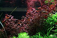     
: ludwigia-palustris-super-red-lyudvigiya-super-red-4-8803599.jpg
: 210
:	112.3 
ID:	670057