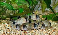     
:   (Corydoras panda).jpg
: 991
:	82.9 
ID:	525619