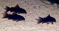     
:   (Corydoras sp. black Venezuela)_. .jpg
: 974
:	241.3 
ID:	525622