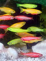     
: 1.glo fish.jpg
: 798
:	117.2 
ID:	575611