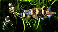     
:   (Pseudepiplatys annulatus)...jpg
: 824
:	81.9 
ID:	587768