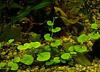     
:         (Hydrocotyle verticillata).jpg
: 209
:	52.8 
ID:	597053