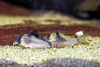     
:  (Corydoras septentrionalis).jpg
: 300
:	36.3 
ID:	666789