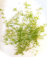     
: Hemianthus micranthemoides.JPG
: 391
:	526.0 
ID:	551369