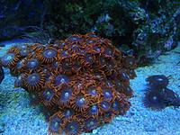     
: zoa.jpg
: 280
:	1.47 
ID:	643749