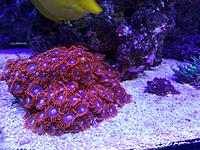     
: zoa2.jpg
: 264
:	1.71 
ID:	643750