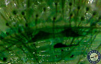     
: P.Rufilata-L4-26.jpg
: 296
:	25.9 
ID:	615026