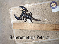     
: Heterometrus-Petersi.jpg
: 479
:	890.1 
ID:	666648