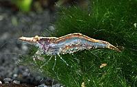     
: 800px-Caridina-simoni-simoni-Bourvier-1904.jpg
: 668
:	86.7 
ID:	484831