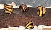     
: Neritina Zebra Snail 2 30,  40  22.jpg
: 183
:	43.1 
ID:	533406