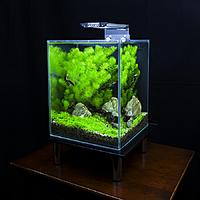     
: rey_aquarium_mini.jpg
: 473
:	547.8 
ID:	592526