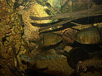     
: severum.jpg
: 348
:	680.5 
ID:	613408