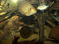     
: severum1_2.jpg
: 344
:	600.9 
ID:	613409