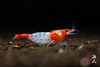 Нажмите на изображение для увеличения
Название: 06-50-22-Rili-Shrimp-Orange-Rili-shrimp-Yellow-Rili-shrimp-information-and-where-to-buy-Rili-Shr.jpg
Просмотров: 408
Размер:	68.6 Кб
ID:	592468