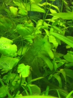     
: image1.png
: 195
:	162.5 
ID:	659633