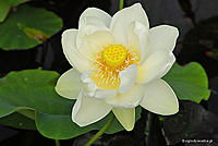     
: Nelumbo_lutea.jpg
: 523
:	49.6 
ID:	544885