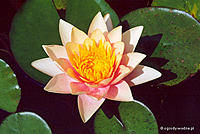     
: nymphaea_paul_hariot.jpg
: 472
:	39.2 
ID:	544887