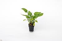     
: Cryptocoryne Pontederifolia.JPG
: 414
:	129.2 
ID:	546666