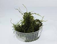     
: Giant moss.JPG
: 465
:	120.2 
ID:	546671