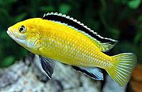     
: Labidochromis caeruleus.jpg
: 823
:	21.0 
ID:	549586