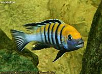     
: cynotilapia-afra-cobue.jpg
: 296
:	131.4 
ID:	588024