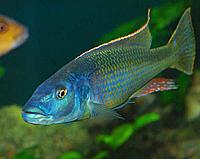     
: Champsochromis caeruleus.jpg
: 630
:	44.6 
ID:	609911