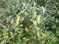     
: Menyanthes trifoliata ( ).jpg
: 368
:	278.4 
ID:	5682