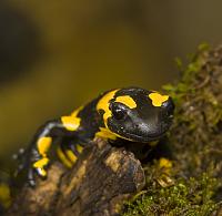     
: salamandra iceSS.jpg
: 458
:	234.5 
ID:	29408