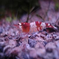     
: Caridina cantonensis sp Crystal Red-1.jpg
: 442
:	218.3 
ID:	62774