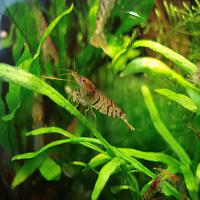     
: Caridina cf cantonensis Tiger-1.jpg
: 427
:	266.2 
ID:	62777