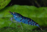     
: Caridina-cf-cantonensis-blue-tiger.jpg
: 360
:	286.2 
ID:	64895