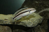     
: telmatochromis_vittatus.jpg
: 240
:	149.2 
ID:	610359