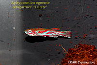    
: Aphyosemion ogoense ottogartneri Lutete (3).jpg
: 188
:	387.5 
ID:	599933