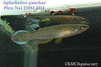     
: Aplocheilus panchax Phru Nai THM 2014.jpg
: 216
:	286.8 
ID:	599945