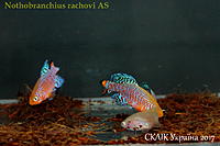     
: Nothobranchius  rachovi  AS  (2).jpg
: 230
:	377.9 
ID:	599952