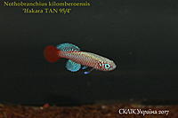     
: Nothobranchius kilomberoensis 'Ifakara TAN 954'.jpg
: 221
:	231.0 
ID:	599953