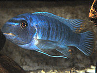     
: Labeotropheus_trewavasae.jpg
: 260
:	306.6 
ID:	625331