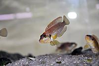     
: ocellatus_gold_1.jpg
: 203
:	168.4 
ID:	627583