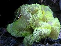     
: carpet anemone.jpg
: 603
:	18.7 
ID:	557681