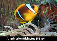     
: Amphiprion Bicinctus.jpg
: 220
:	22.9 
ID:	661370