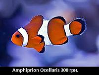     
: Amphiprion Ocellaris.jpg
: 264
:	16.4 
ID:	661373