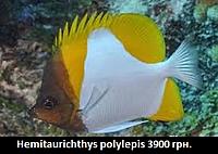     
: Hemitaurichthys polylepis 8.jpg
: 277
:	20.1 
ID:	661398