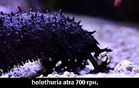     
: holothuria atra 8.jpg
: 273
:	18.8 
ID:	661400